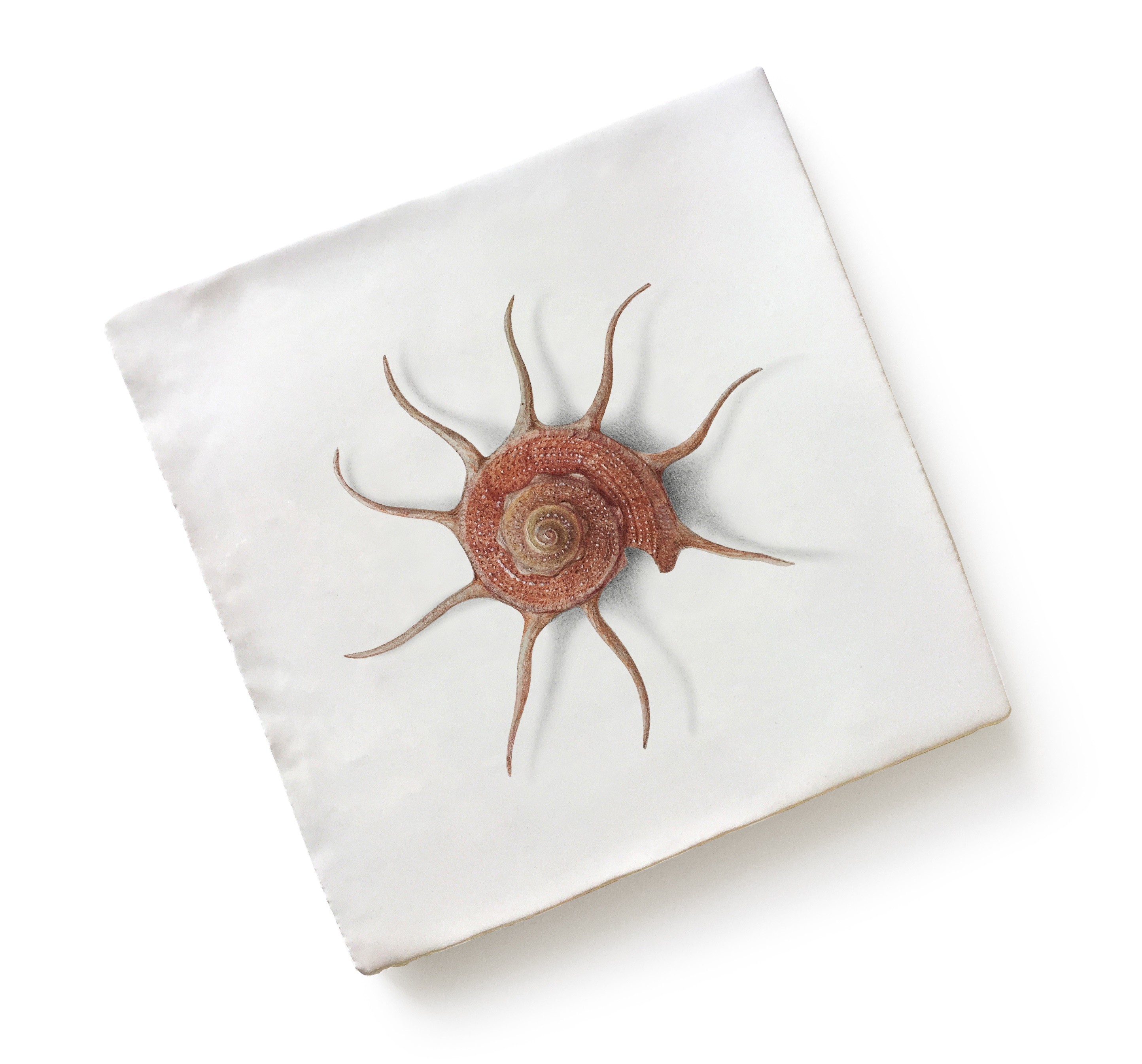 CaPietra Menagerie by Michael Angove Wall Tile (Gloss Finish) Sun Shell 130 x 130 x 10mm [7254]