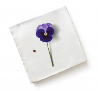 CaPietra Menagerie by Michael Angove Wall Tile (Gloss Finish) Pansy 130 x 130 x 10mm [7248]